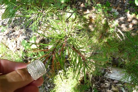 Gymnosperm Définition What Is