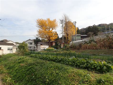 はじめての家庭菜園（12月初旬）秋ジャガイモの収穫！ 暇人主婦の家庭菜園 楽天ブログ