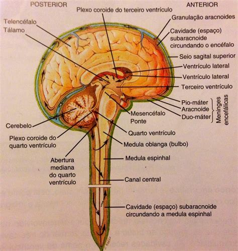 Sistema Nervoso Central: O Sistema Nervoso Central(SNC)