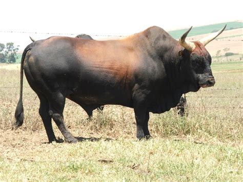 Tafelsig Nguni Cattle Bull Sales Malmesbury Nguni Cattle Breeder