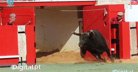 Tauromaquia Estremoz Acolhe Corrida De Touros A 1 De Setembro