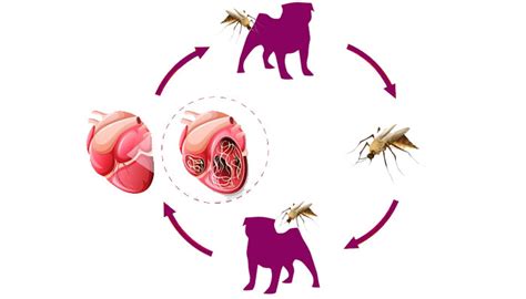 La filariosis canina qué es síntomas y tratamiento Mi Carlino