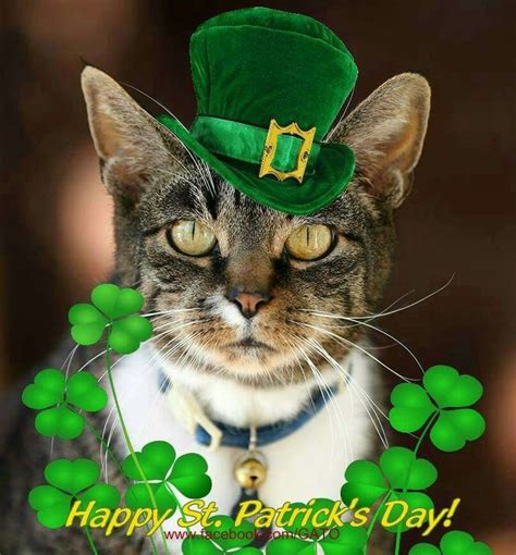 51 Best Images About Catsst Patricks On Pinterest
