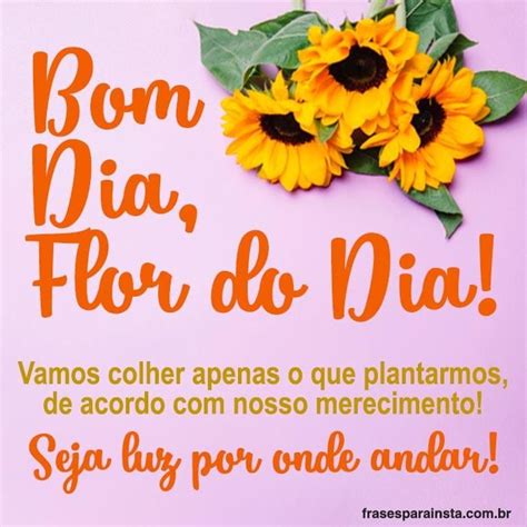 Bom Dia Flor do Dia – Frases para Instagram