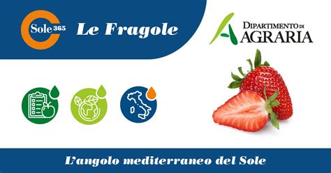 Langolo Mediterraneo La Fragola Sole 365