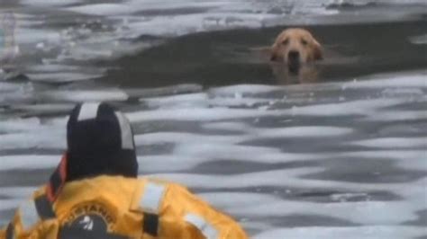 Hond Crosby Zakt Door Het Ijs