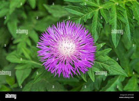 Rhaponticum Carthamoides Leuzea Carthamoides Racine De Maral Plante