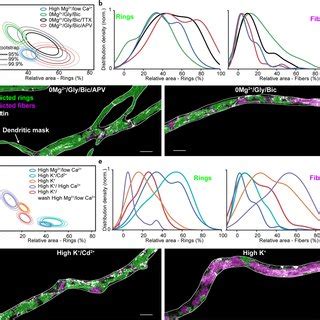 Two Color Sted Nanoscopy Of F Actin And Ii Spectrin In Dendrites A