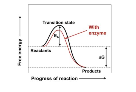 Biology Enzyme Lab Quiz Flashcards Quizlet