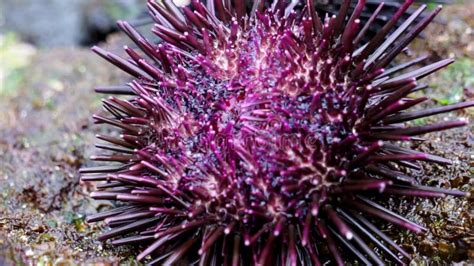 Sea Urchin Landak Laut Bulu Babi About 950 Species Of Sea Urchin