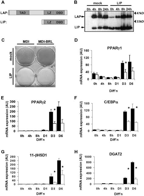 Inhibition Of C EBP Activity By LIP Expression Inhibits The Induction