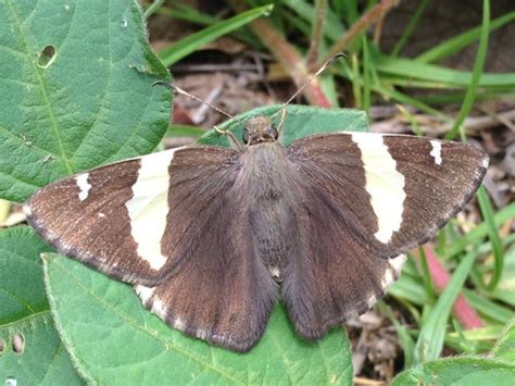 Saltarina Sonorense De Bandas Mariposas Diurnas De Nuevo Le N