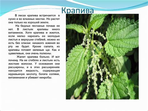Лекарственные растения - презентация онлайн