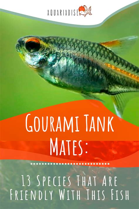 Gourami Tank Mates: 13 Species That Are Friendly With This Fish