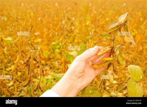 Pods Of Ripe Soybeans In A Female Hand Field Of Ripe Soybeans The