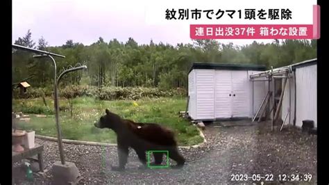 箱わな でヒグマ1頭捕獲し駆除 体長1 6メートルのメス 北海道紋別市で「連日目撃37件」同一個体のクマか？ 北海道ニュース Uhb Uhb 北海道文化放送