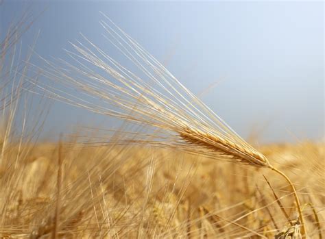 Fondo De Paisaje De Verano Con Espigas De Trigo Contra El Fondo Del