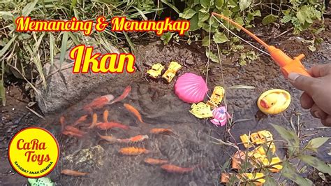 Mencari Ikan Di Sawah Dan Mancing Ikan Hias Ikan Koki Ikan Koi Ikan