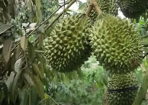 Petani Ini Unik Sukses Tanam Durian Bawor Tanpa Tanahnya Digali Tapi