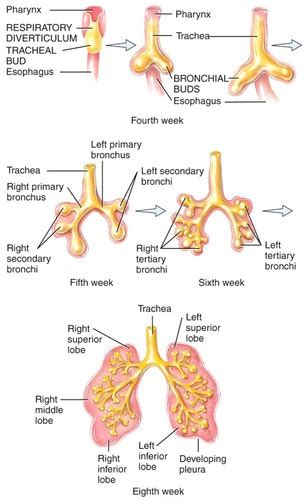 Histology Respiratory Flashcards Quizlet