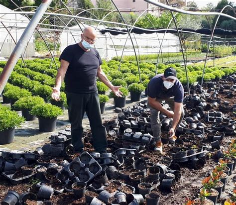 Invasione Distruttiva Dei Cinghiali Prove Tecniche Di Soluzione