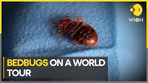 From Hong Kong To Paris World On High Alert For Bedbugs Latest News