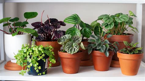 Types Of Indoor Plants Green