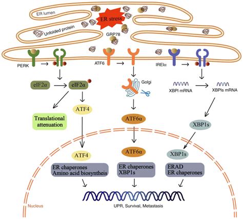 Role Of Endoplasmic Reticulum Stress In Depression Review