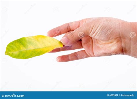 Holding Leaf Isolated Stock Photo Image Of Hand Nature 6889802