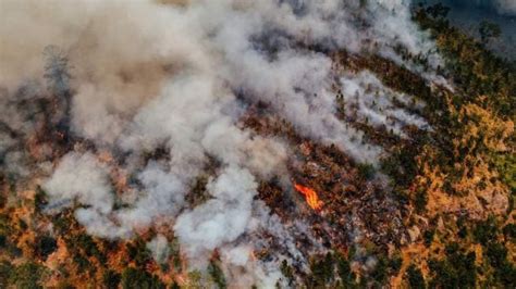 Incendios forestales arrasan con más de 100 mil hectáreas en lo que va