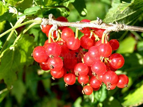 Groseilles Rouges Image Stock Image Du Aigre Centrale 32653615