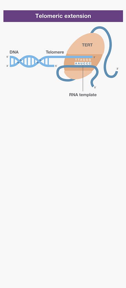 Reverse Transcription Basics Thermo Fisher Scientific Uk