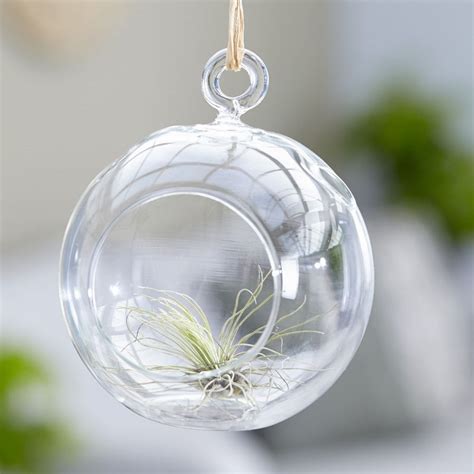 Buy Air Plant Tillandsia Argentea In A Hanging Glass Globe Tillandsia Argentea In A Hanging