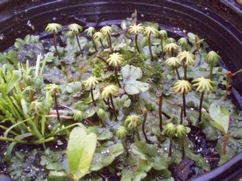 Plants Are The Strangest People Random Plant Event Liverworts Doing