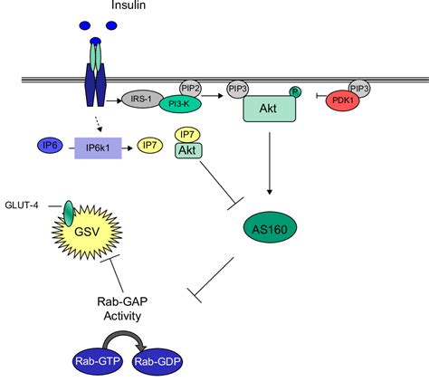 Insulin Insulin Receptor Signaling Pathway Semantic Scholar