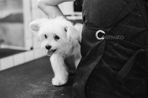 Grooming of dogs and small animals in the grooming salon. Stock Photo ...