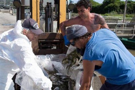 Mor A Di Pesci Ad Orbetello La Forestale Sta Indagando