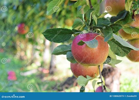 Braeburn And Idared Apple Orchard In Autumn Stock Image Image Of