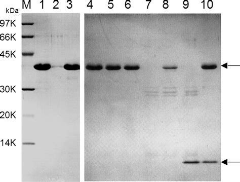 Crystal Structure Of Unautoprocessed Precursor Of Subtilisin From A