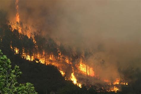 Más De 1 000 Hectáreas Afectadas Por 70 Incendios Forestales En Honduras