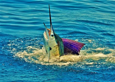 Beautiful Sailfish In The Pacific Sport Fishing Fishing Times