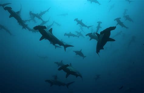 Conservation Measures for Hammerhead Shark | PADI AWARE