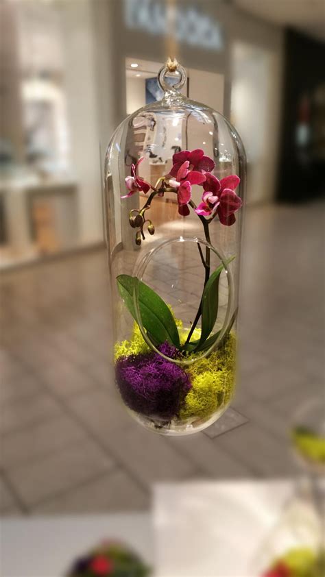 Orchid Live Plant Terrarium Glass 12 Inch Wedding Arrangement