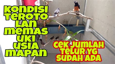 Terotolan Murai Batu Terpantau Sehat Indukan Sudah Mulai Bertelur