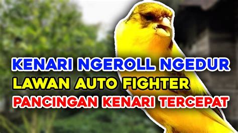 PANCINGAN KENARI GACOR PANJANG SUARA KENARI GACOR UNTUK Pancingan DAN