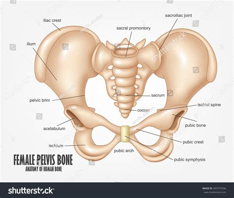 Anatomía ósea Pelvis femenina: vector de stock (libre de regalías ...