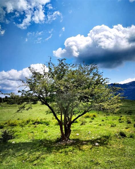 Top 10 Incredible Native Irish Trees Ranked