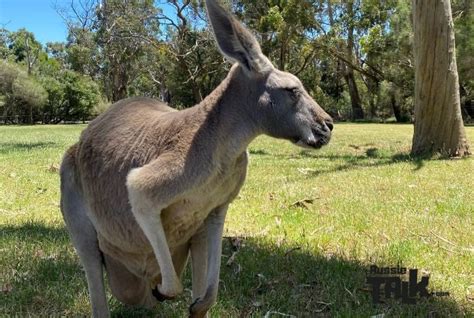 Best Places To See Kangaroos In Australia Where You Can Pat And Feed