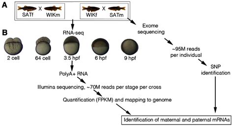 Identification Of Maternal And Paternal Mrnas A To Identify Maternal