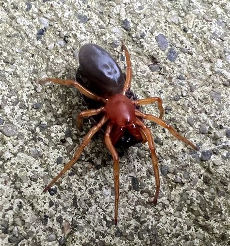 What Is This Spider Rwhatsthisbug